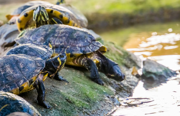 yellow bellied cumberland slider turtle heading towards the water, tropical reptile specie from...