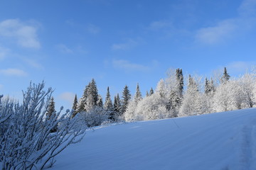 Fototapeta na wymiar winter landscape with trees and blue sky