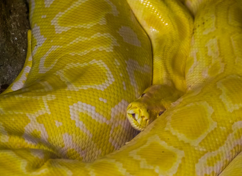 yellow and white Asian rock python in closeup, popular tropical reptile specie from India