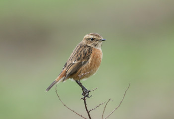 A beautiful female Stonechat, Saxicola rubicola, perching on a plant. It is looking around for insects to capture and eat.