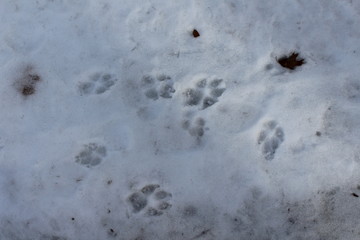 dog footprints in the snow