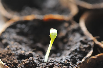 Sunflower sprout or germling with a nursery pot for plants filled with soil