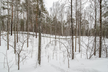 Fence in a winter snow-covered forest