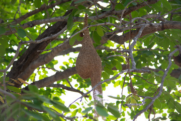 Bird's nest hanging on the branch