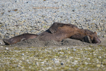 Schlafender großer männlicher Grizzlybär in seiner selbst gegrabenen Schlafmulde an der Küste von Katmai, Alaska