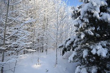 winter landscape with trees and snow