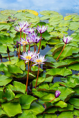 tropical flowers in a pond