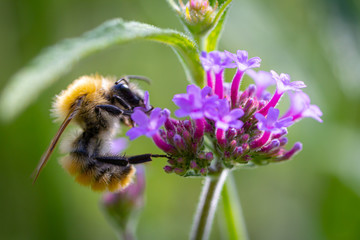 bee sucks pollen from a tropical flower