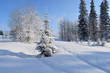 snow covered trees