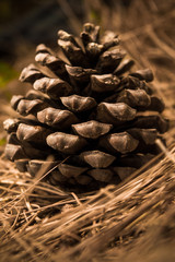 Pine Cone on Wooden Background