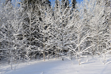 snow covered trees