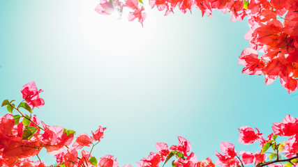 Blooming red tree on a background of blue sky. Summer background