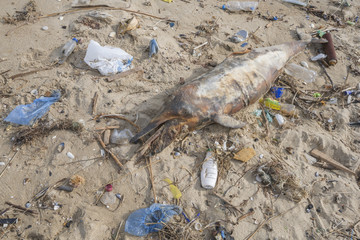 Dead dolphin is washed up on the shore surrounded by plastic bottles, bags and rubbish thrown in the sea. Plastic pollution killing marine animals. Black Sea, Odessa, Ukraine