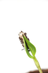 Sunflower germling growing with fresh green colors and a nice shape.