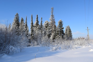 trees in snow