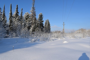 winter forest