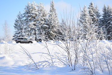 Obraz premium trees in winter