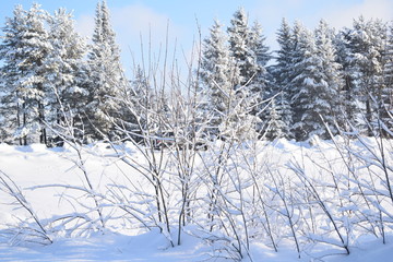 trees in winter