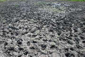 Traces of a village herd on a dirty road.