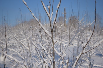 grass in the snow