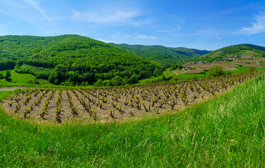 Fototapeta na wymiar Vineyards and countryside in Beaujolais, France