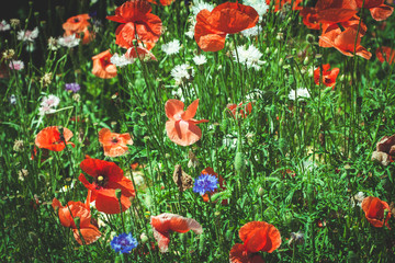 Fototapeta premium summer meadow with red poppies