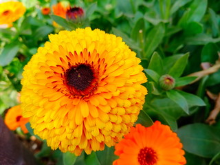beautiful yellow flower in the garden.