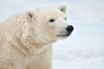 Fototapeta na wymiar polar bear in snow
