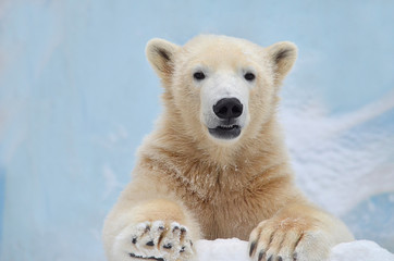 polar bear on a background