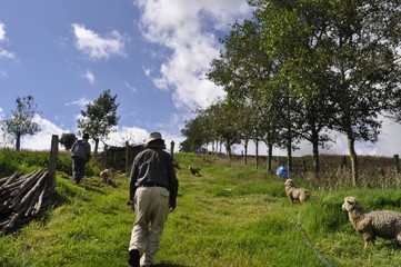 ovejas, lana, pastoreo, campo, campesino, boyaca, colombia, animal