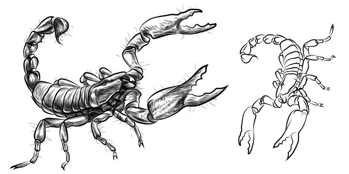 Scorpio. Sketch, drawn, black-and-white image of a Scorpion on a white background.
