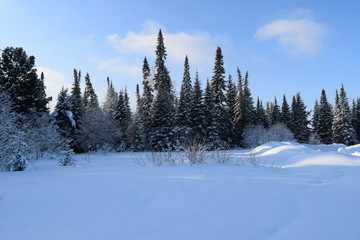Obraz na płótnie Canvas road in the winter forest