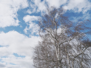 filigree birch tree with bare branches against blue sky with white clouds
