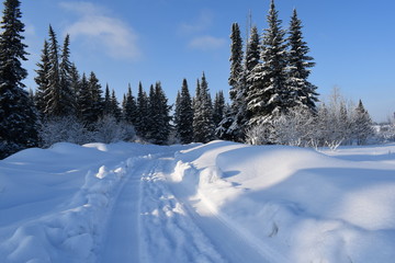 Fototapeta na wymiar road in the winter forest