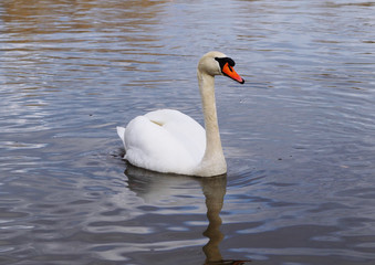 Naklejka premium white swan swimming at river looking at camera