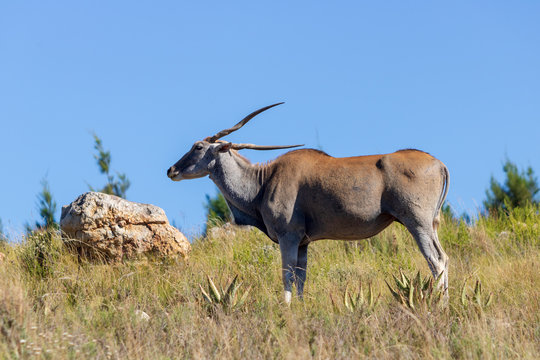 Common Eland with skew horns
