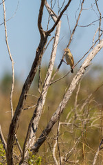 Levaillant's cisticola
