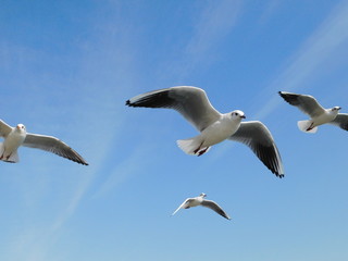 空を飛ぶユリカモメ