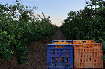 Two boxes of oranges in a row after get them from the trees/ Oranges in boxes and the farm as background/ crop in boxes/ harvest after get the crop/ orange trees without oranges
