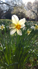 Blooming white flower in the park/garden