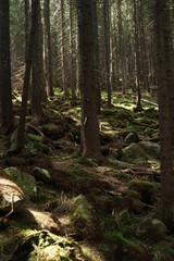 forest in the forest