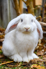 Cute Holland Lop Rabbit is standing on grass.