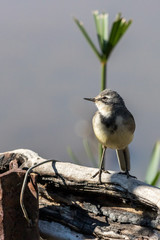Black and white bird perched on a branch