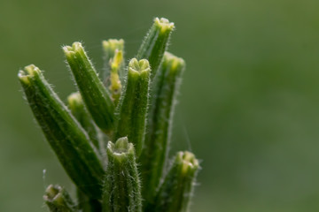 green plants close up
