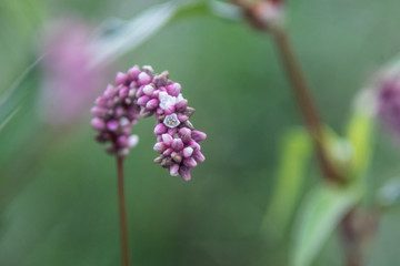 pink flower close up