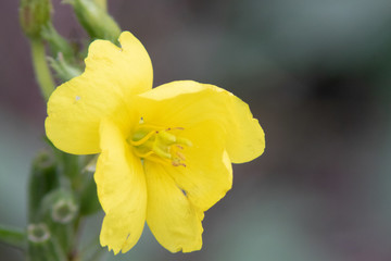 golden flower close up