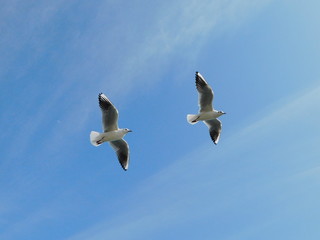 空を飛ぶユリカモメ