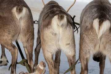 A reindeer team of three deer. Rear view. Selective focus. © ROMAN DZIUBALO