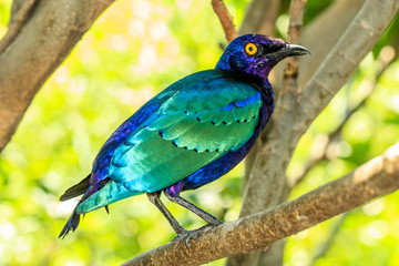Starling Perched on a Branch