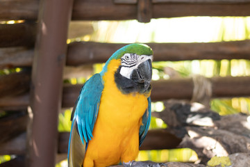 colorful parrot looking